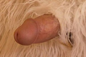 porno 56